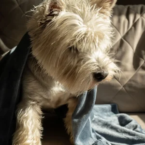 Milka (73 of 106)+ Mikropluošto rankšluostis augintiniui