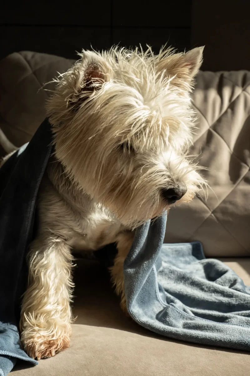 Milka (73 of 106)+ Mikropluošto rankšluostis augintiniui