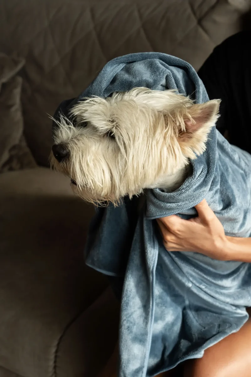 Milka (77 of 106)+ Mikropluošto rankšluostis augintiniui