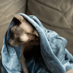 Milka (78 of 106)+ Mikropluošto rankšluostis augintiniui