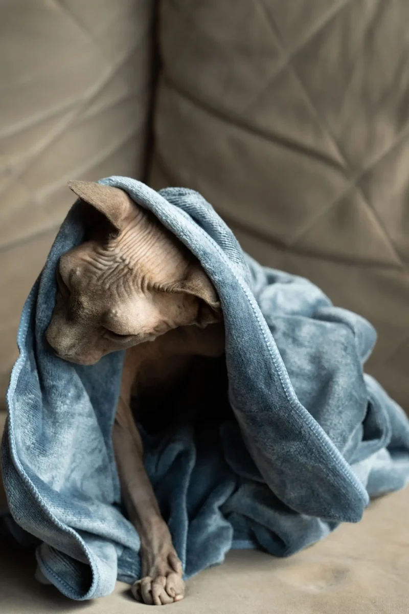 Milka (78 of 106)+ Mikropluošto rankšluostis augintiniui