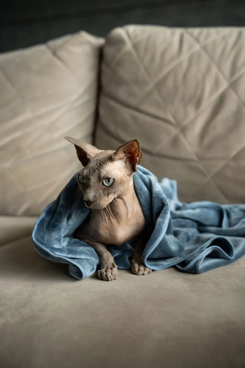 Milka (80 of 106)+ Mikropluošto rankšluostis augintiniui